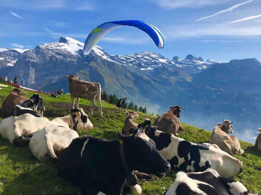 Sunny Design In With Spectacular View On Mount Titlis *